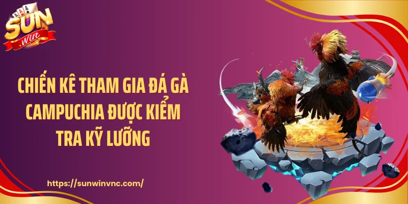 Chiến kê tham gia đá gà Campuchia được kiểm tra kỹ lưỡng