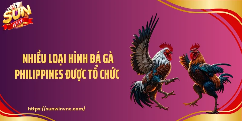 Nhiều loại hình đá gà Philippines được tổ chức 